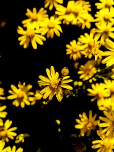 Vibrant yellow flowers in bloom with a small insect on petals, set against a dark background.